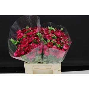 RANUNCULUS  'ELEGANCE HOT PINK' RAN