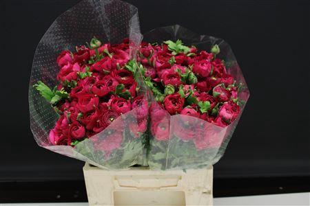 <h4>RANUNCULUS  'ELEGANCE HOT PINK' RAN</h4>