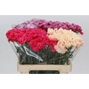Dianthus St Mix