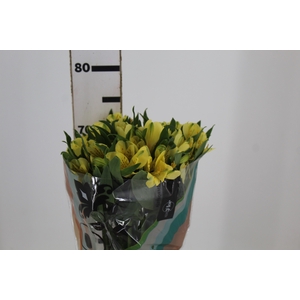 ALSTROEMERIA MELLOW YELLOW 070 CM A