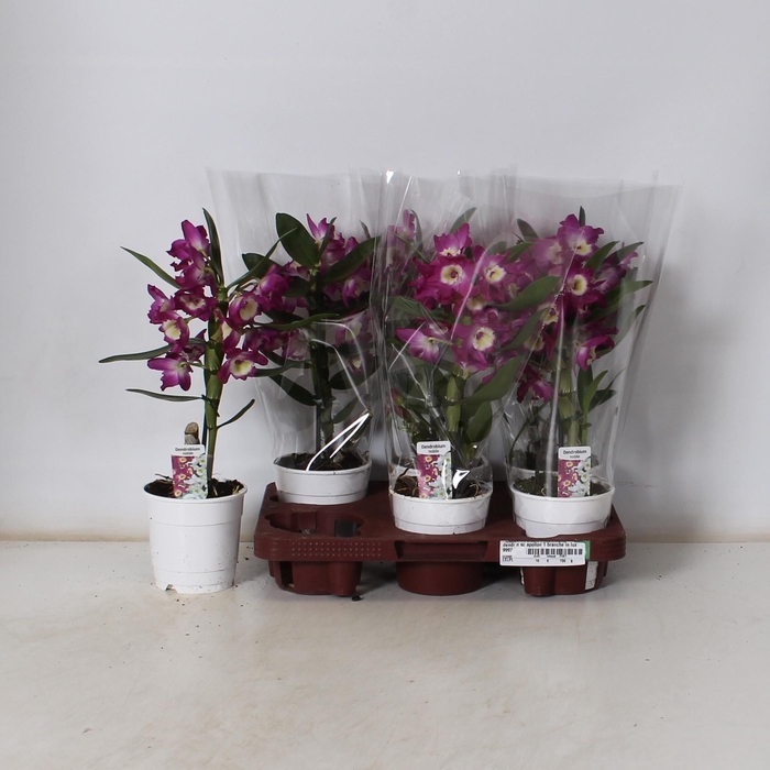 <h4>DEND NOBILE</h4>