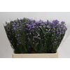 Aster Cassandra