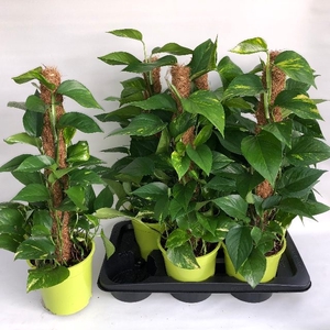 Epipremnum pinnatum mosstok 17Ø 60cm