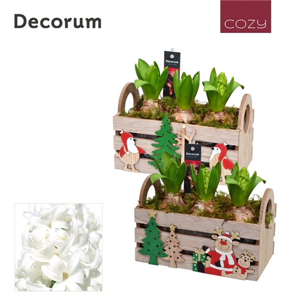 <h4>Hyacint Christmas Box HL12656WP [COZY]</h4>