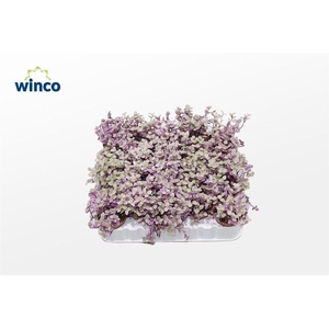 Tradescantia Fluminensis