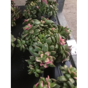 Anacampseros