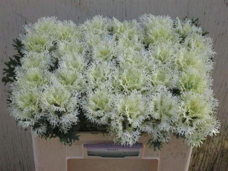 Brass Crane Fea Snow