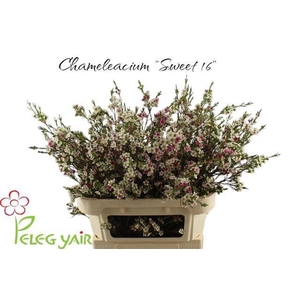 CHAME UN MY SWEET 16