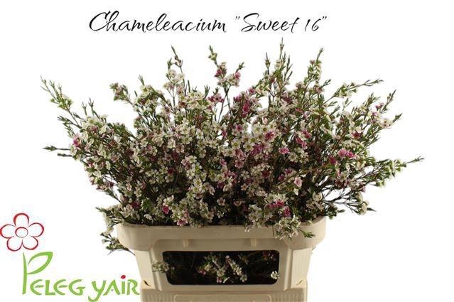 <h4>CHAME UN MY SWEET 16</h4>