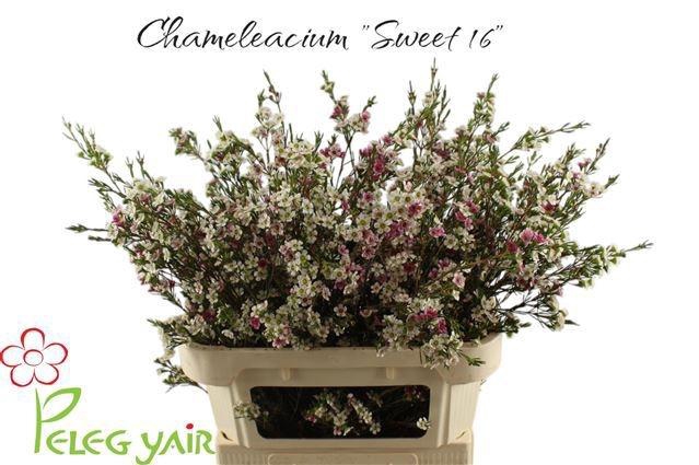 <h4>CHAME UN MY SWEET 16</h4>