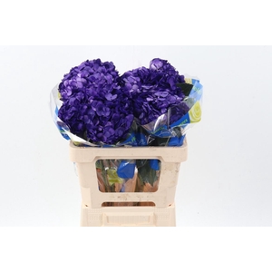 Hydr Violeta Tinted Sel