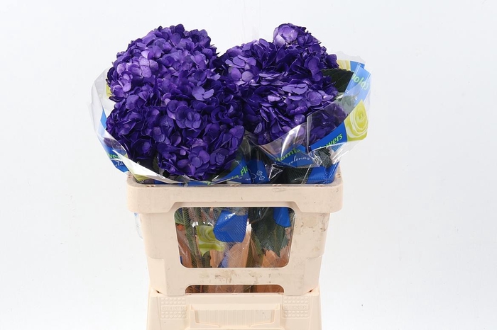 <h4>Hydr Violeta Tinted Sel</h4>