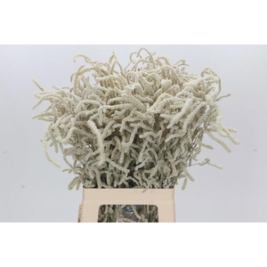 AMAR YEARMING DESERT