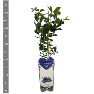 Kleinfruit Vaccinium c. Brigitta Blue 2 liter (blauwe bes)