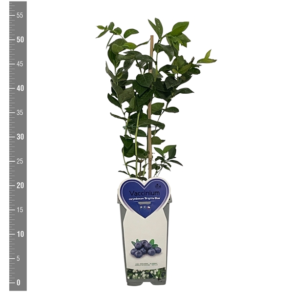 <h4>Kleinfruit Vaccinium c. Brigitta Blue 2 liter (blauwe bes)</h4>