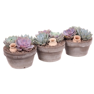 3x echeveria in grijze schaal