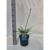 Agapanthus Fire Works