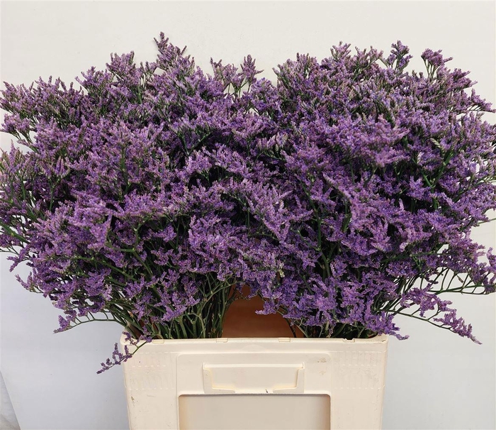 <h4>LIM SIN KANSAS BLUE</h4>