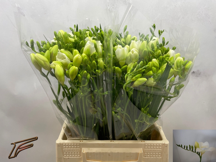 <h4>FR EN WHITE SERENADE</h4>