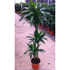 Dracaena overig
