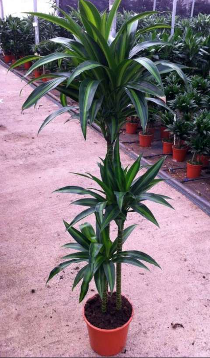 Dracaena overig