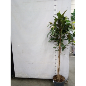Ficus elastica 'Melany'