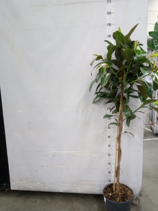 <h4>Ficus elastica 'Melany'</h4>