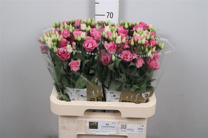 <h4>Eus G Rosi Rose Pink</h4>