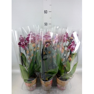 Phalaenopsis  'Elegant Cascade'