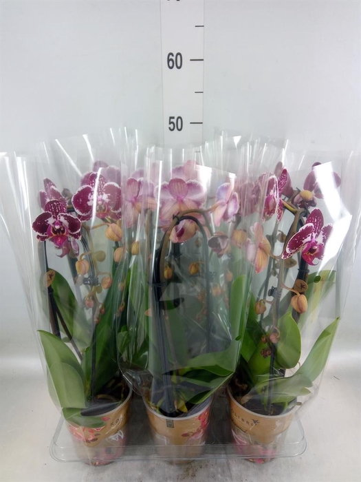 <h4>Phalaenopsis  'Elegant Cascade'</h4>