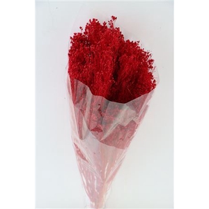 Dried Brooms Red Bunch