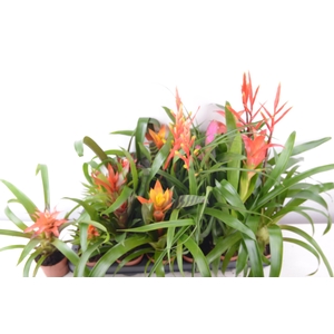 BROMELIA GEM 15 SRT
