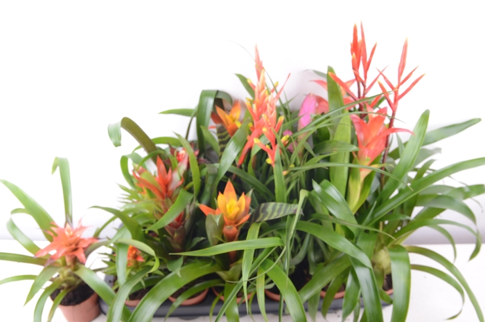 <h4>BROMELIA GEM 15 SRT</h4>