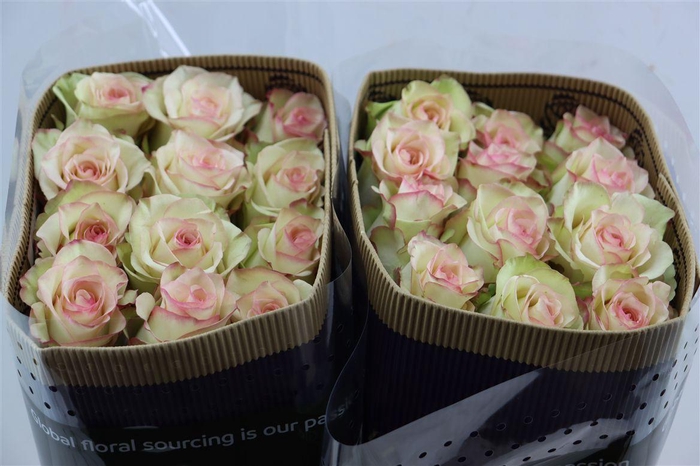 <h4>R Gr Crazy Diamond</h4>