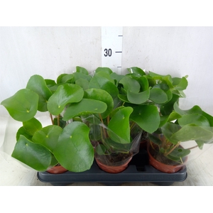 Pilea peperomoides