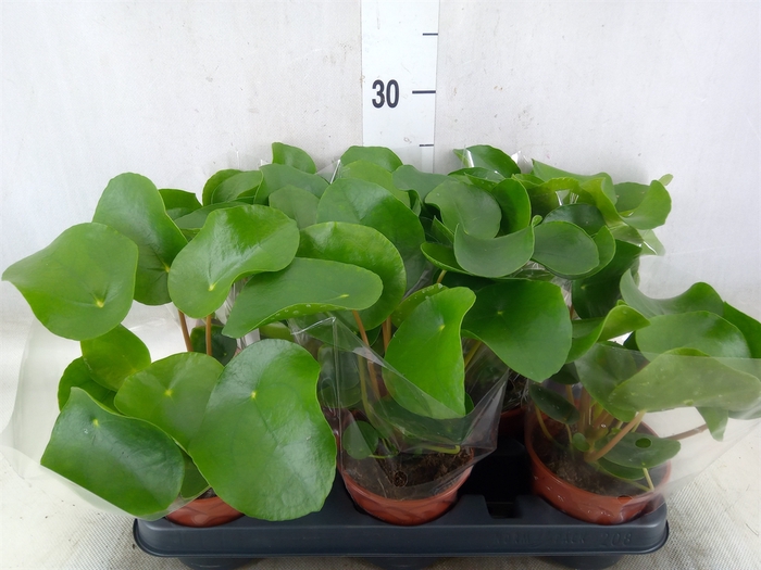<h4>Pilea peperomoides</h4>