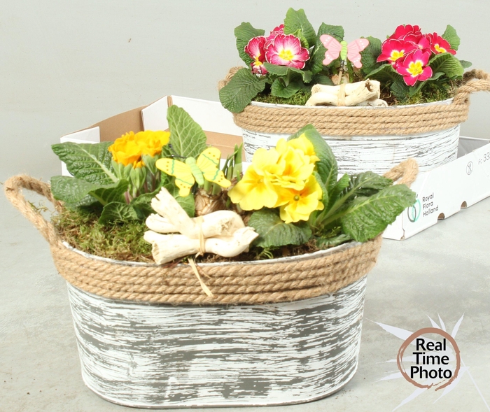 <h4>ARR TUINPLANTEN</h4>