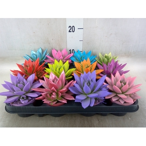 Echeveria  'Miranda'
