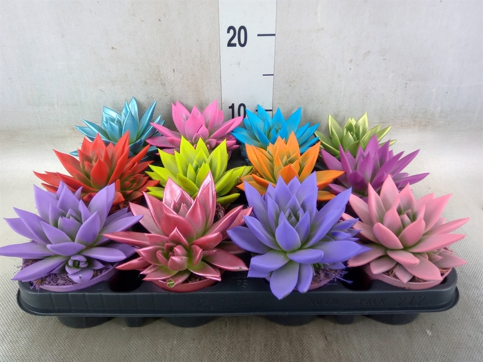 <h4>Echeveria  'Miranda'</h4>
