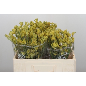Anigozanthos Cape Aurora