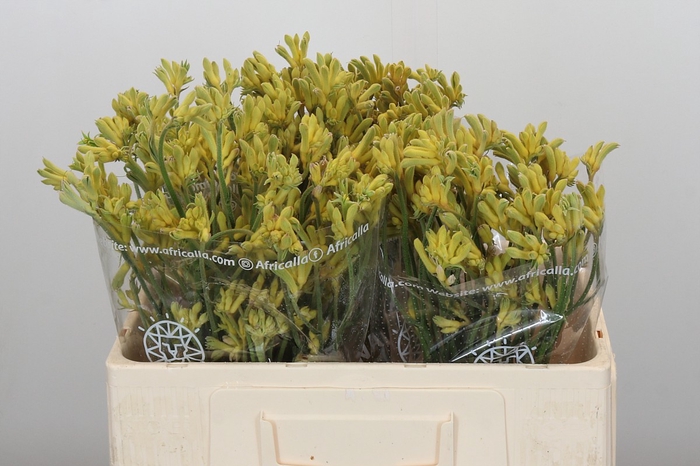 <h4>Anigozanthos Cape Aurora</h4>