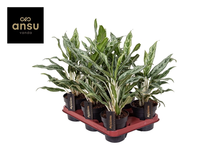 <h4>Aglaonema Greyhound</h4>