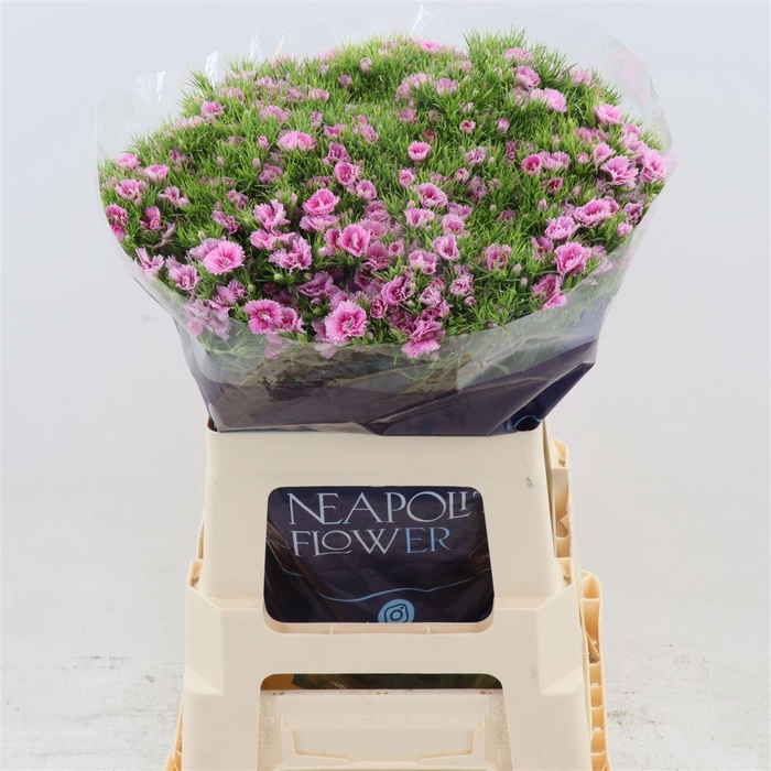 <h4>Dianthus Barbatus 'doblino Fans'</h4>