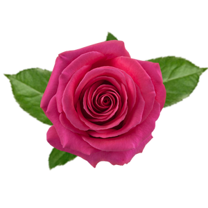 R GR PINK FLOYD Naranjo