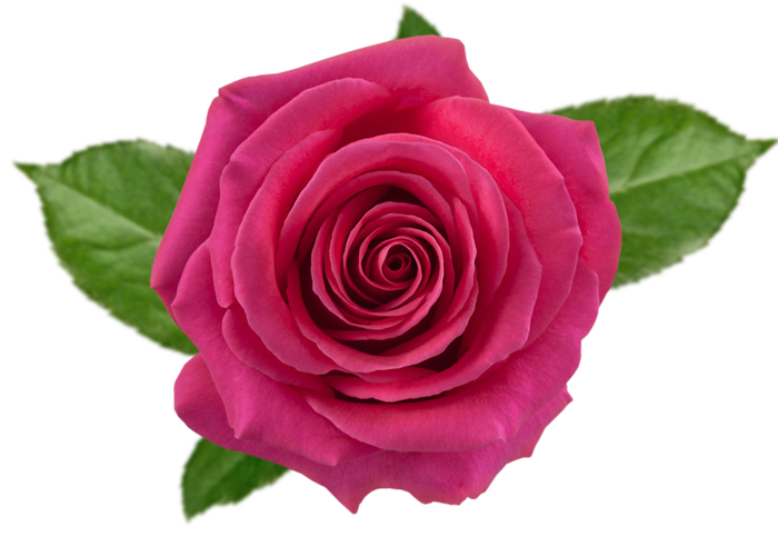 <h4>R GR PINK FLOYD Naranjo</h4>