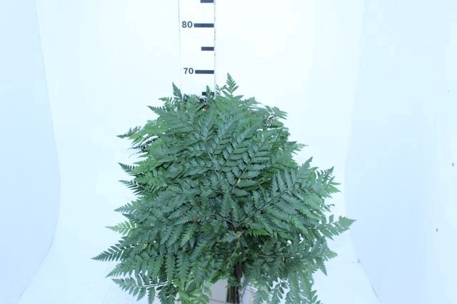 <h4>FOLHAGEM AVENCAO EXPORTACAO</h4>