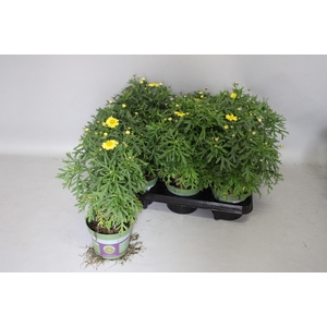 Argyranthemum Molimba M Yellow