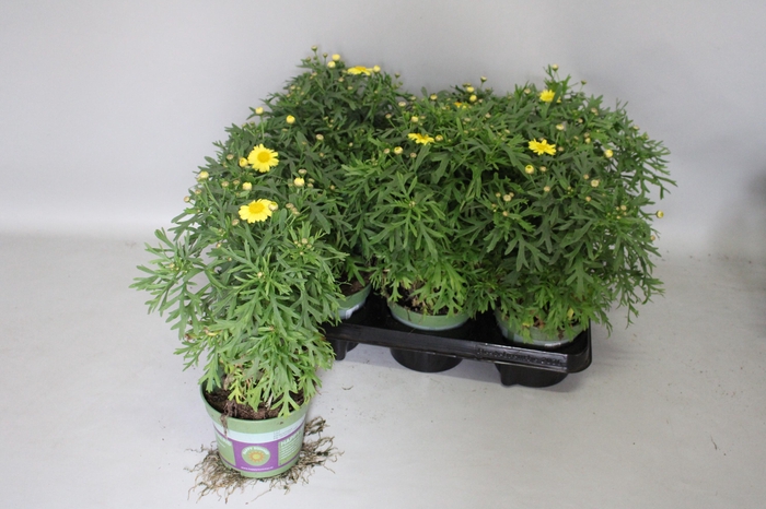 <h4>Argyranthemum Molimba M Yellow</h4>