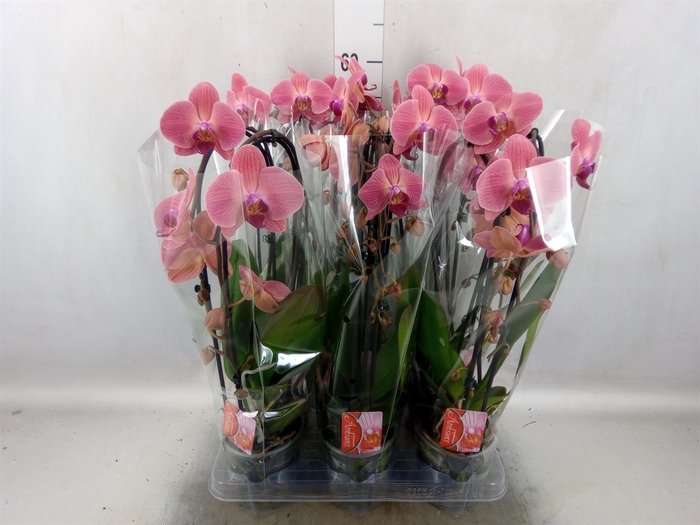 <h4>Phalaenopsis  'Elegant Cascade'</h4>