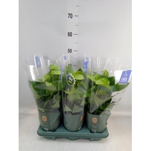 Anthurium andr. 'Smaragd'